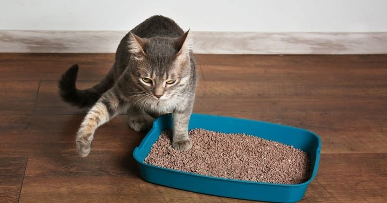 gato arenero