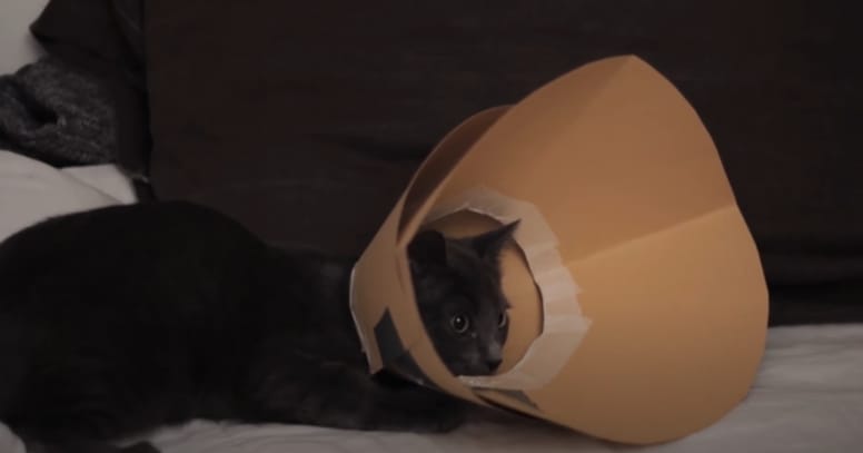 como hacer un collar isabelino para gato carton