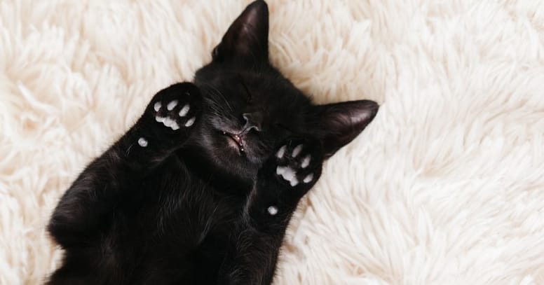 gato negro