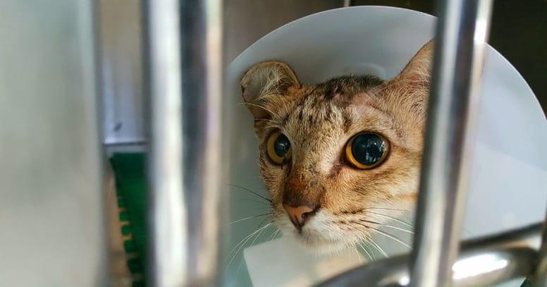 gato pupilas diferente tamano