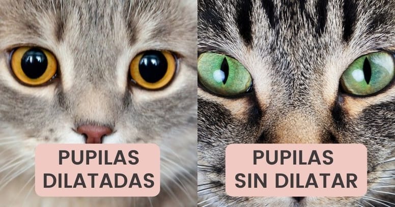 gato pupilas dilatadas