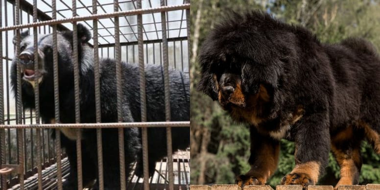 oso negro mastin tibetano