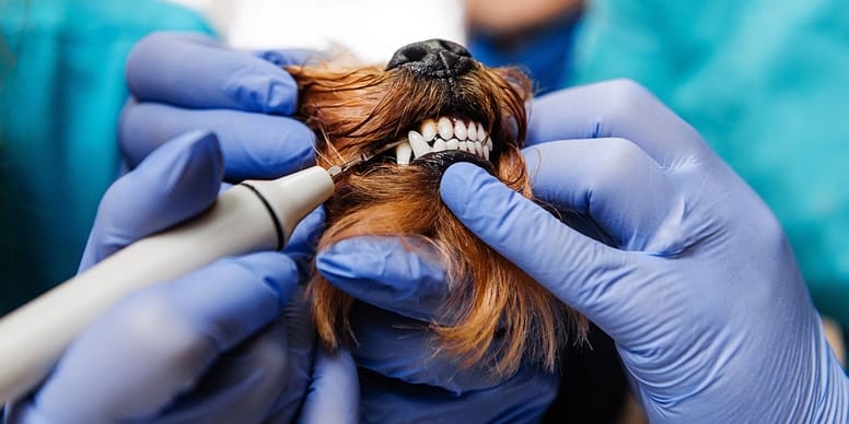 veterinario limpieza dental perro