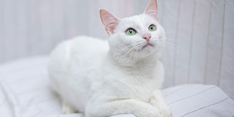 gato blanco raro