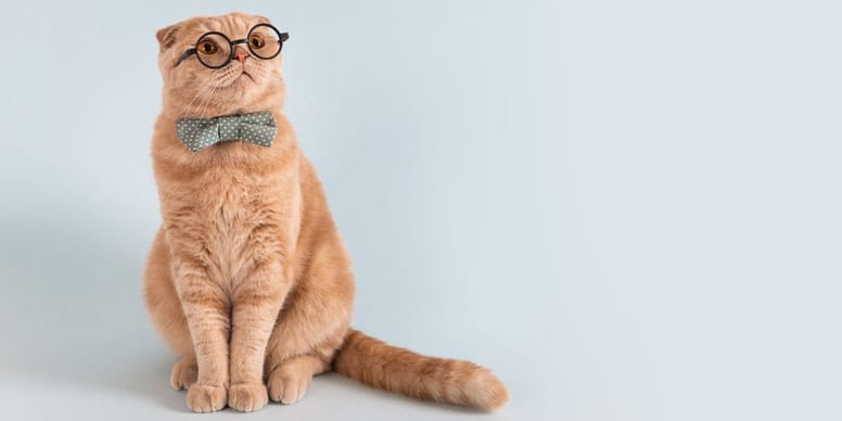 gato raro nombre