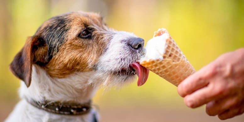 perro come helado