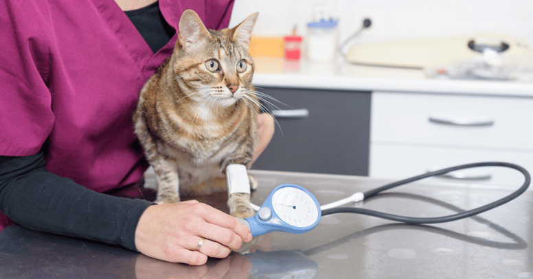 gato estresado en veterinario