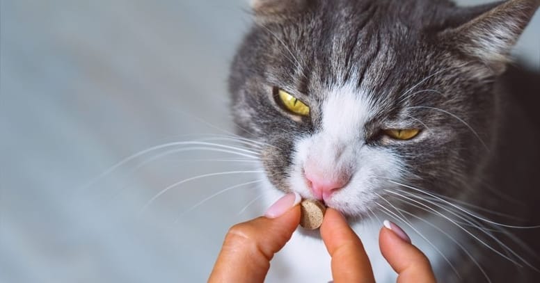 gato toma pastilla desparasitante