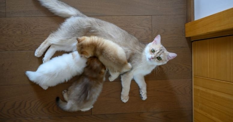 gatitos con mama