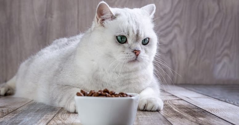 gato alimentacion croquetas