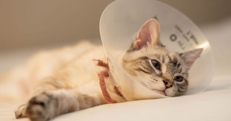 gato recuperacion collar isabelino