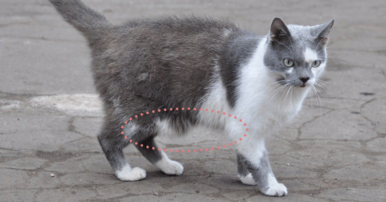 gato con bolsa primordial