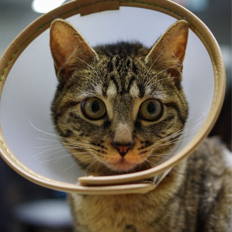 gato con collar isabelino