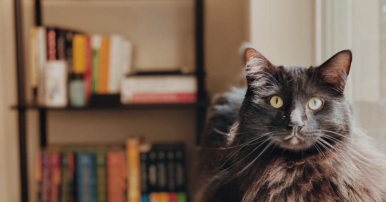 gato librero