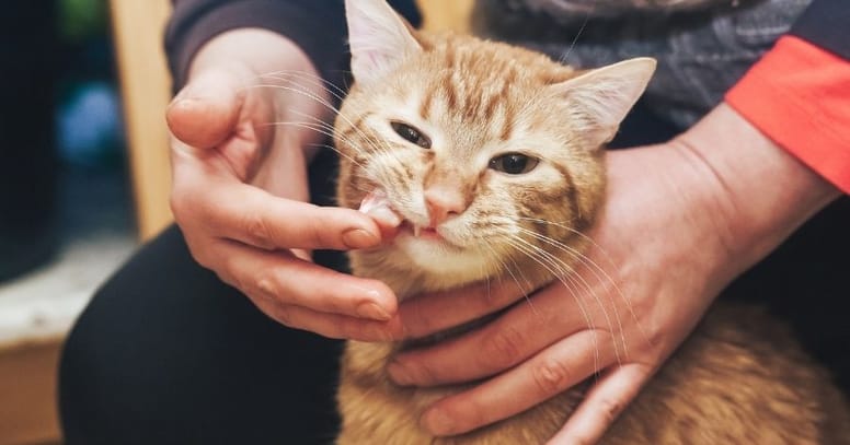 gato no quiere comer