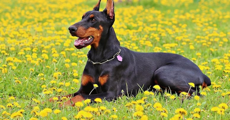 doberman