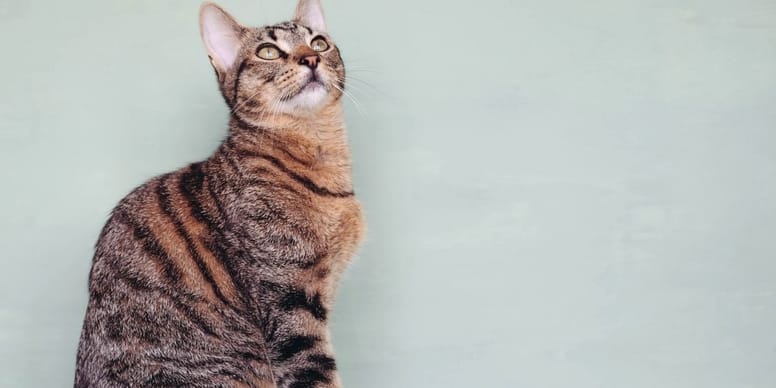 nombres para gatos atigrados