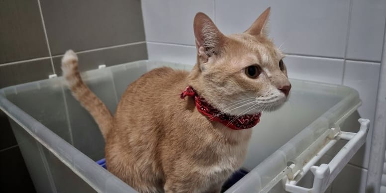 mi gato tiene diarrea en el arenero