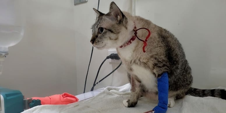 mi gato tiene diarrea deshidratacion