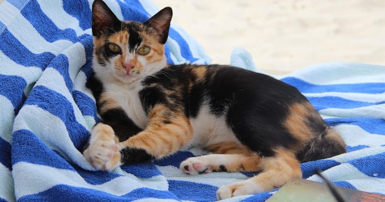 gato toalla
