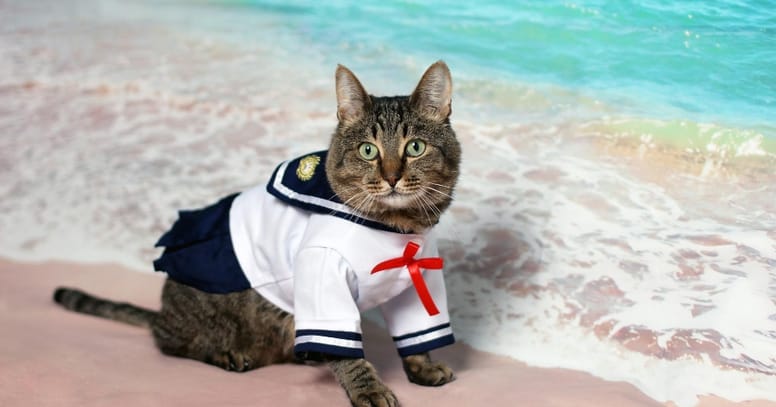 gatito playa