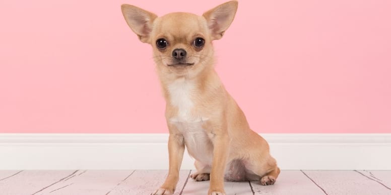 nombres perrita chihuahua