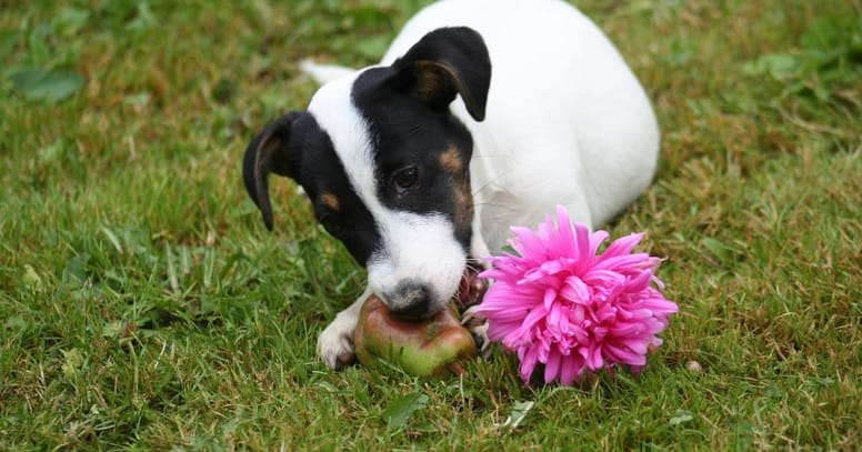 perro fruta