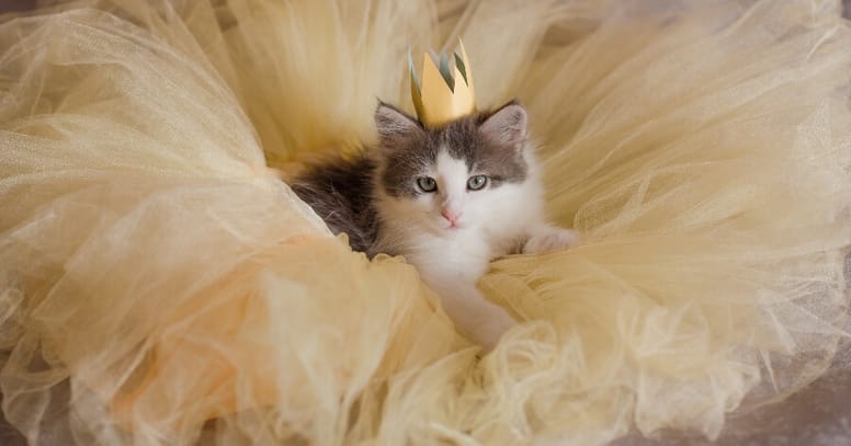 nombres gata 2020