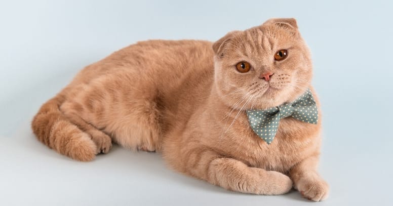 nombres gato 2020