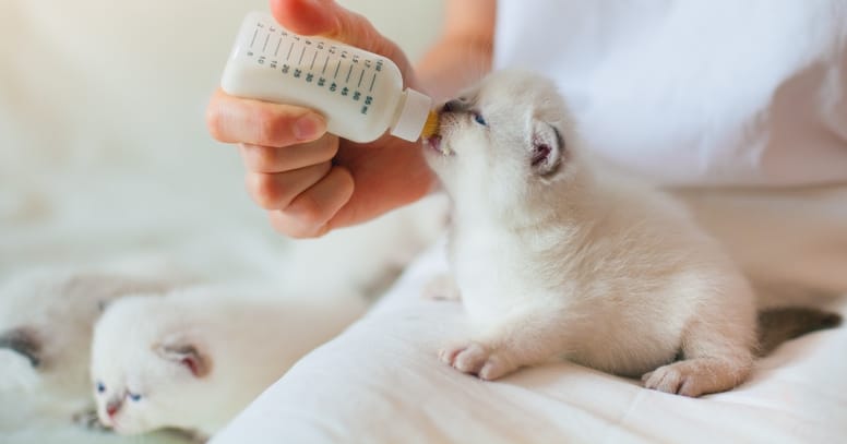 calostro para gatos