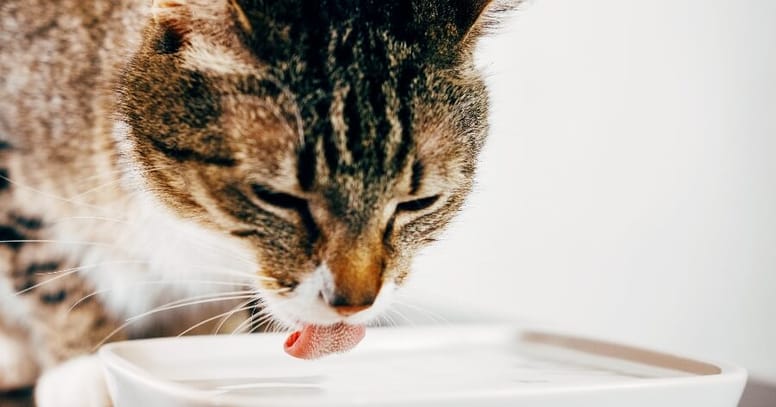 gato toma agua y vomita