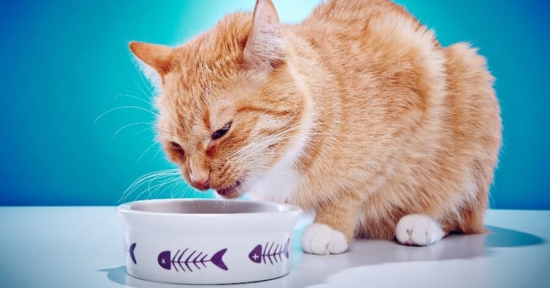 gato vomitando