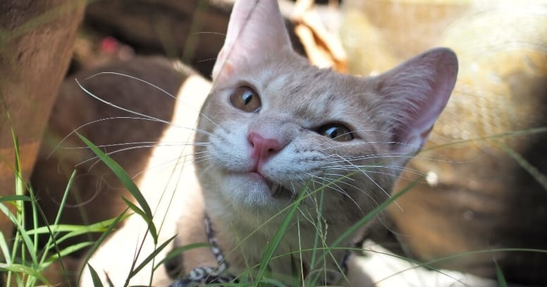 gato vomita diario