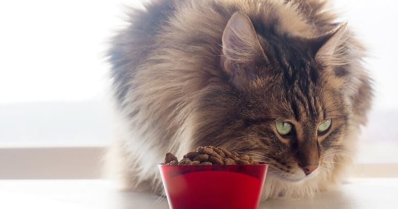 gato no quiere comer