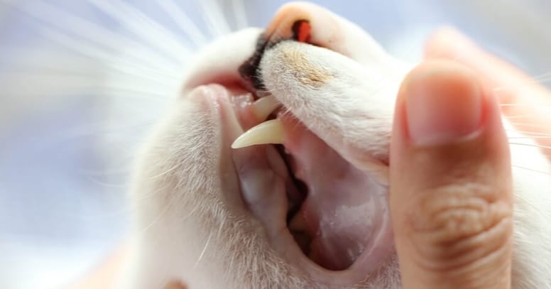 revisar dientes gato