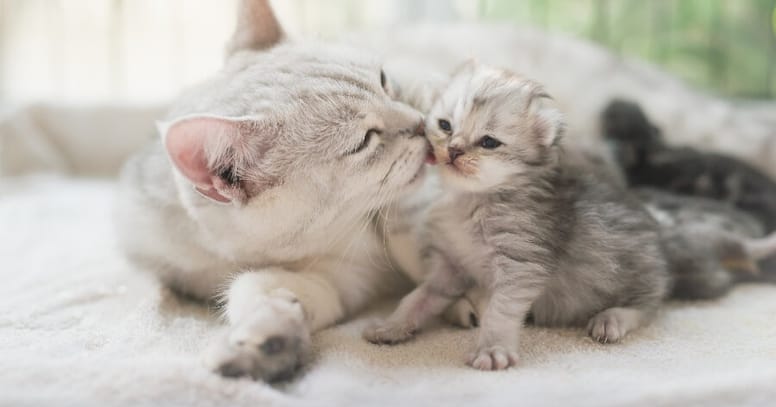 gata con gatito