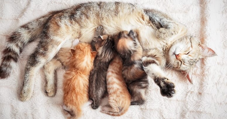 gatito toma leche