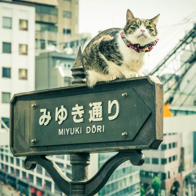 nombres para gatas en japonés