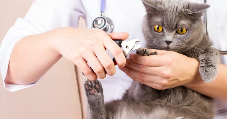 cortar uñas gato