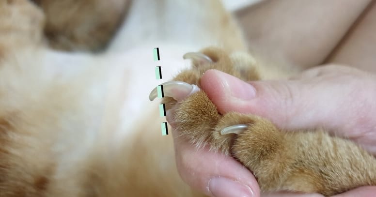 como cortar uñas gato