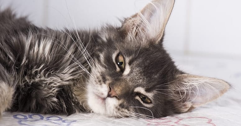 gato gris enfermo cansado