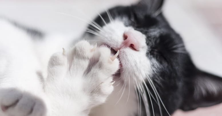gato uñas largas