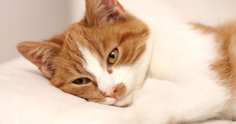 gato amarillo enfermo