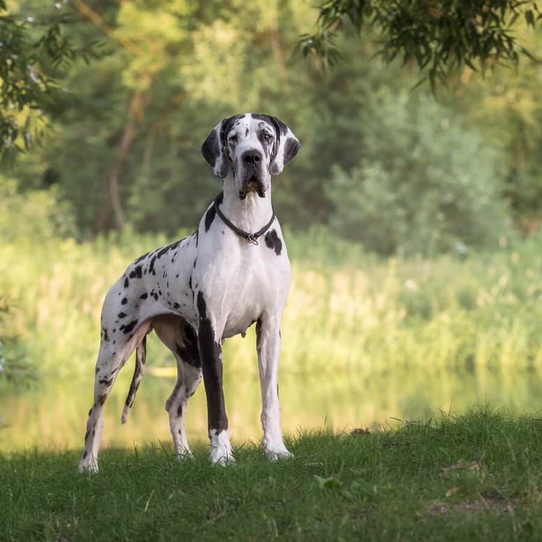 gran danes