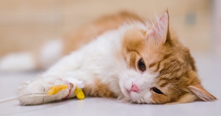 gatito con leucemia