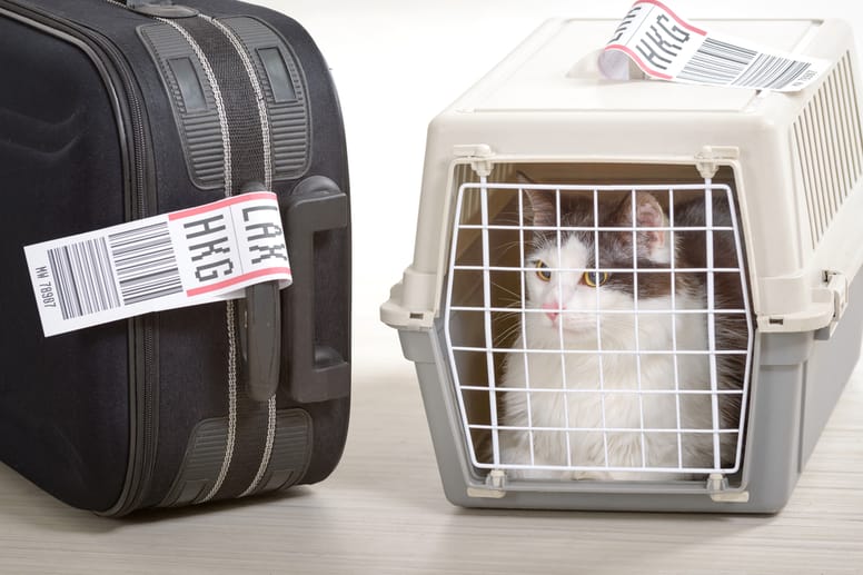 Gato en transportadora
