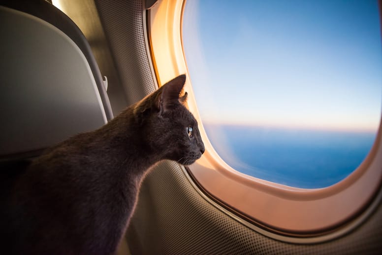 Gato en avión