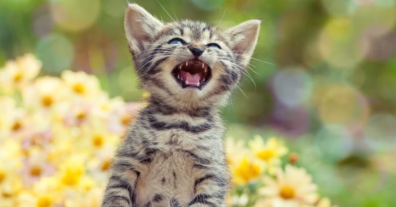 maullido de gatito