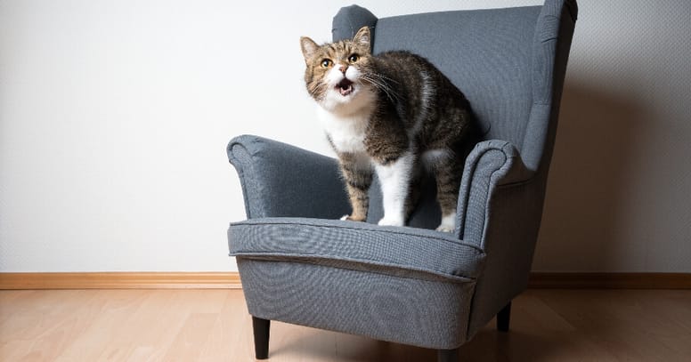 maullido de gato
