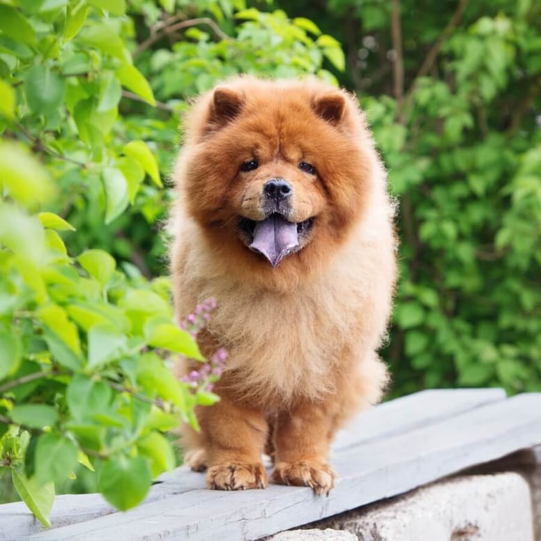 cane cinese di razza chow chow
